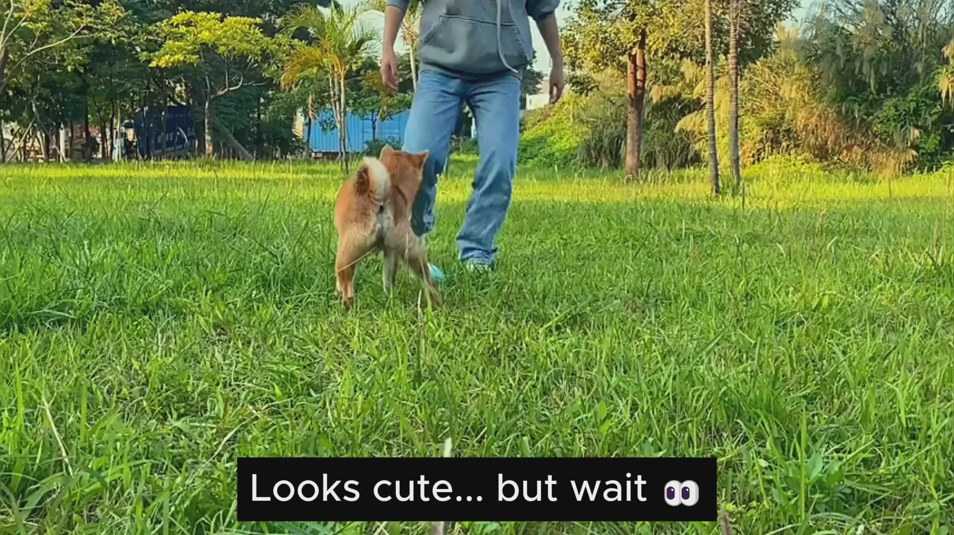 Interactive Chew & Treat Toy